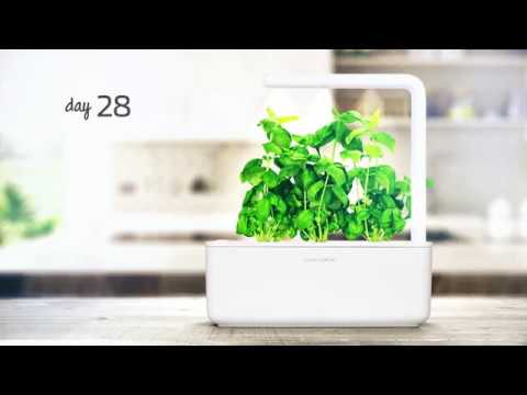Click and Grow 3 vnt. papildymas - bazilikų sėklos (Cinnamon Basil) video