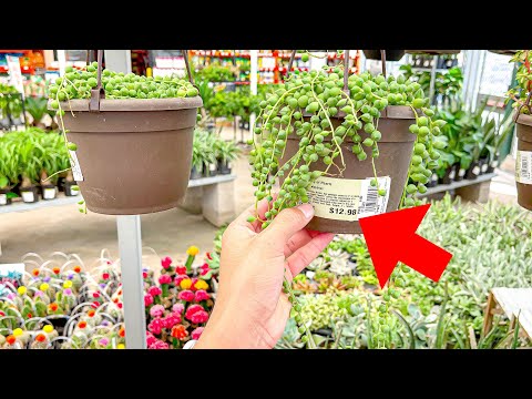 String of Pearls for 12.98 at The Home Depot | Succulents & Cacti Plant Shopping  Big Box Stores