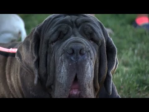 Neapolitan Mastiff Is Surprise Winner In Annual Ugliest Dog Contest