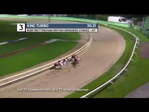 2019 BGBF BRITISH BREEDERS STAKES - HEAT 5 - T3 KING TURBO