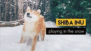 [問卦] 加拿大能撐多久?