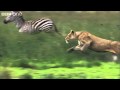 HD Lioness Hunts Zebra Nature S Great Events The Great Migration BBC One Mp4