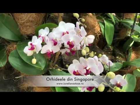 Orhidee Singapore