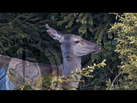 Weizenschweine, Rotwildjagd und mehr - Der Frühsommer mit jagenNRW - jetzt auf Hunt on Demand!