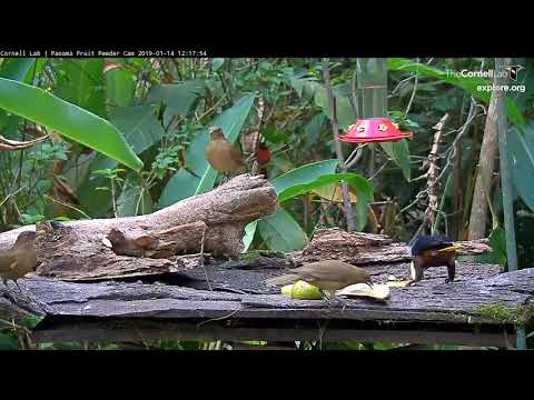 Chestnut-headed Oropendola Takes A Big Bite – Jan. 14, 2019