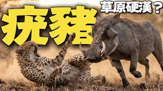 疣豬：为什么可以在遍地猛兽的非洲草原应对自如？在殘酷的食物鏈中從獵物逆襲為生存大師。 | 【動物世界】