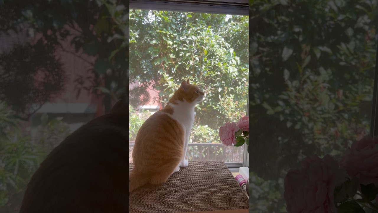 寝起きにご飯食べて仕事へ行く猫#元野良猫チャチャ #ネコ #ねこ #cat #猫#チャチャ