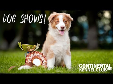 Conformation Show Preview | CKC Inside Look