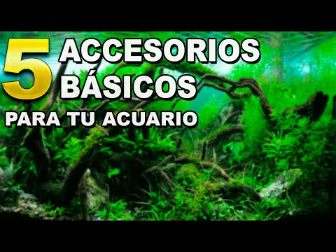✔️ Los 5 ELEMENTOS BÁSICOS necesarios para el CUIDADO del ACUARIO