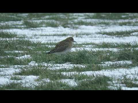 Golden Plover - Baiter Park - 03/02/18
