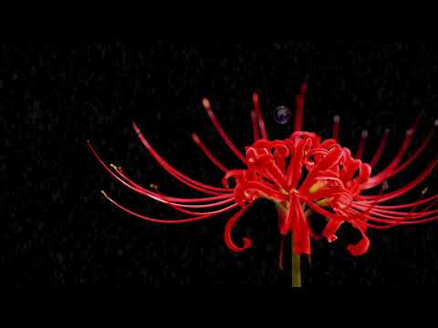 造形デザイン学科 Haiku Animation／俳句アニメーション