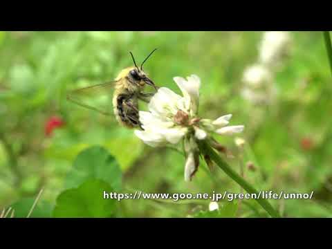庭のマルハナバチ Bumblebee in my Garden