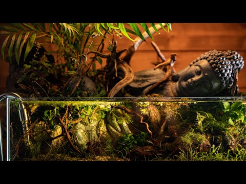 My low tech Lost World nano aquarium