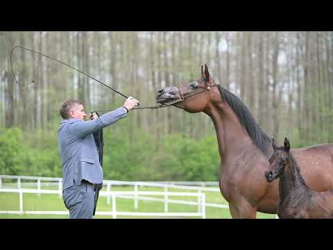 𝐂𝐀𝐋𝐀𝐓𝐈𝐍𝐀 (𝐄𝐦𝐞𝐫𝐚𝐥𝐝 𝐉 𝐱 𝐂𝐚𝐥𝐚𝐭𝐞𝐚, 𝐛𝐲 𝐄𝐤𝐬𝐭𝐞𝐫𝐧), 𝟐𝟎𝟏𝟔 𝐌𝐚𝐫𝐞 - PRIDE OF POLAND 2023, Summer Sale