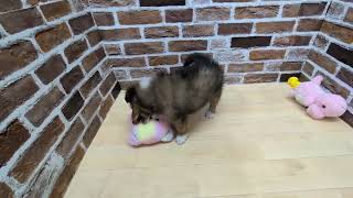 シェットランドシープドッグの動画01