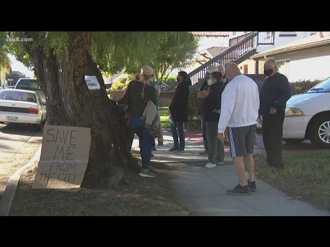 Kensington neighbors stand their ground and protest the removal of 100-year-old pepper tree