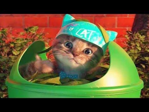 Play Cute Pet Kitten Care Kids Games - My Favorite Little Kitten Preschool Learning Animals Gameplay