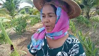 เข้าสวน#เก็บผักคือเก่าพี่น้อง