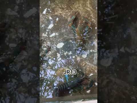 criaderos de langosta gigante #parati #langostinos #langosta #pez #riodejaneiro #crias