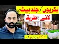 Bakri Ko Jaldi Heat Pr Lanay Ka Tariqa Chakwal Goat Farm Goat Farming