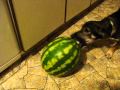 Amigo The DOG