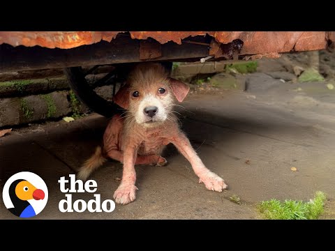 Puppy Abandoned At Food Market Gets Rescued In A Shopping Bag | The Dodo