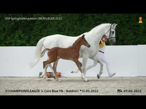 KN 2: Hengstfohlen v. Cero Blue/Baldini