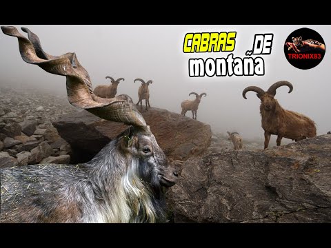 , title : 'CABRAS DE MONTAÑA (Conoce a las mejores cabras montesas)'