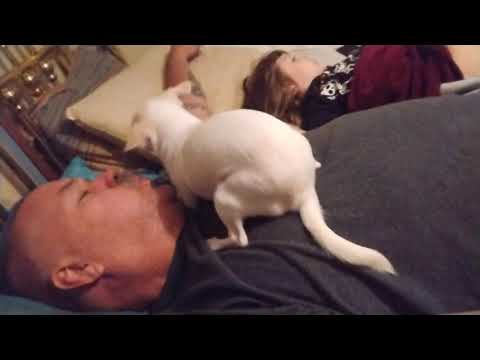 Country Life #1566 Karma the Chihuahua and August Rain