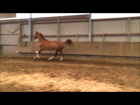 3j Wallach v. High Flow's Oxford x Caprimond