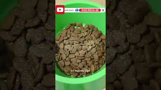 Mr. Dach: Deixe Cada Refeição Um Momento Especial! Mr. Dach é A Escolha Perfeita! ❤️