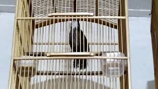 Download lagu Burung Rowo Rowo- Poksay Rowo Gacor mp3 Download lagu Burung Rowo Rowo- Poksay Rowo Gacor mp3