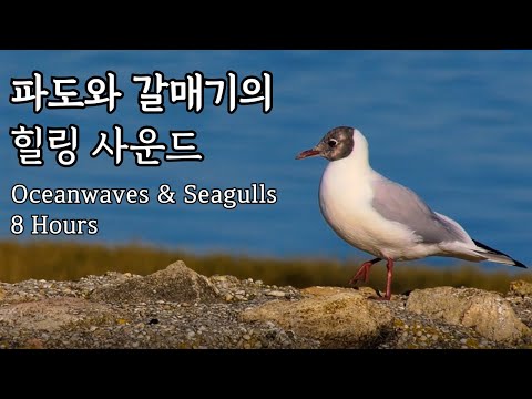 (광고없음) 파도와 갈매기의 힐링 사운드 🌊🐦ㅣ바다와 갈매기 소리 ASMRㅣ자연 속에서 마음을 쉬어가세요 | 10분 후 어두운 화면 | OceanWaves & Seagulls