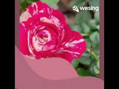 cover Hiti Noh Masoku