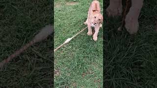 Young lioness playing like a house cat 🦁🐱 (slow-motion) #animals #rescue #slowmotion #lion