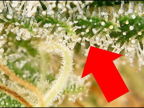How to TRIPLE Trichome Production FAST