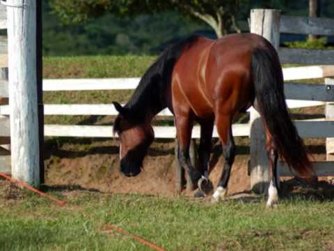 horsemanship - RIVAL DA SANTA ANGÉLICA