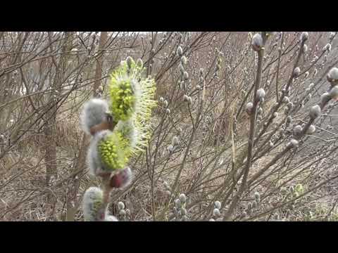 download lagu mp3 mp4 Sallow Tree, download lagu Sallow Tree gratis, unduh video klip Sallow Tree