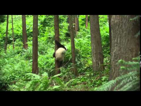 Born in China - Official 15 Second Trailer HD - Trailer Puppy