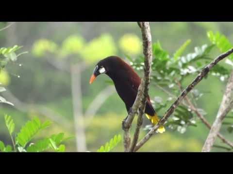 Vídeo de aves colección 2013