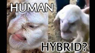 Human Hybrids - Lamb with human Face and more!