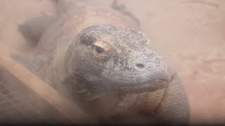 Watch how we feed our Komodo dragons!
