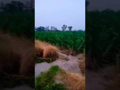 #beach #travel #love #ourrurallife #sheikhamahira #music