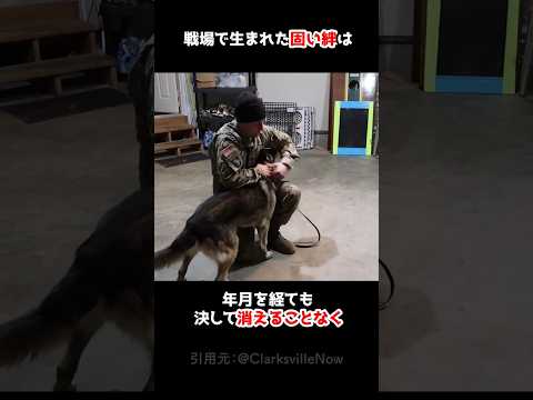 かつての相棒と再会したシェパード