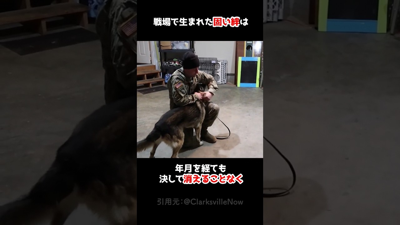 かつての相棒と再会したシェパード