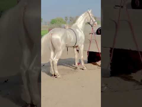 , title : 'The Akhal Teke is a Turkmen horse breed'