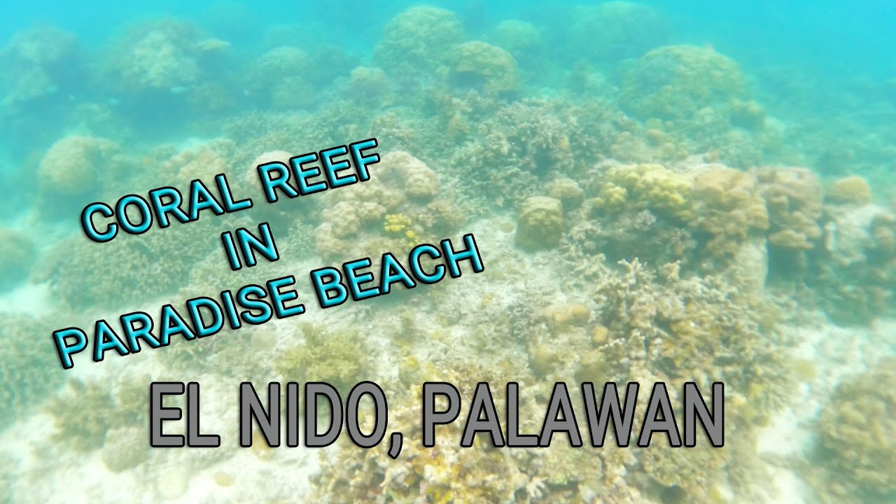 Experience virtual snorkeling tour of Paradise Beach.