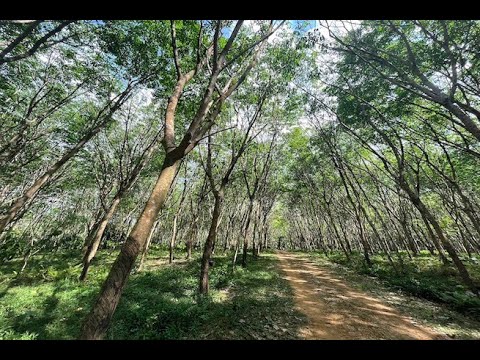 Large 12 Rai Land Plot with Rubber Trees and Mountain Views for Sale in Khao Khram, Krabi