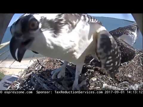 9/1/17 ~ LONG ISLAND OSPREY, SIGHTS AND SOUNDS OF CHICK #2