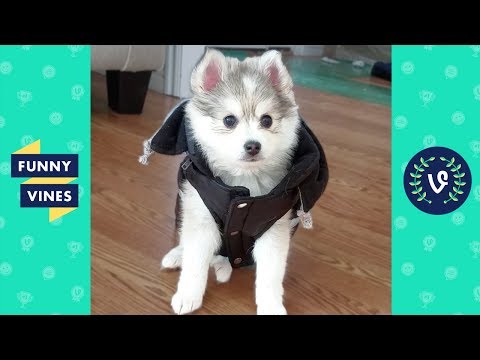 TRY NOT TO LAUGH or GRIN: Funny Animal Videos Fails Compilation August 2017 | Funny Vines Videos